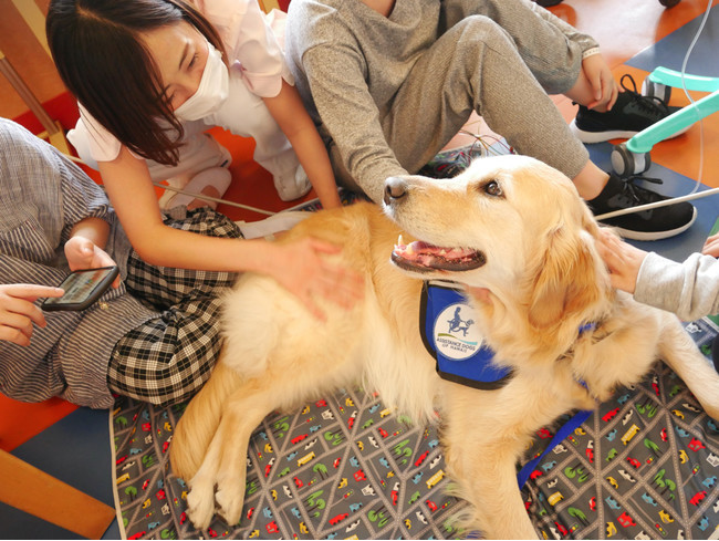 神奈川県立こども医療センターで活動するアニー。病院のスタッフからも癒されるというお声をいただきます