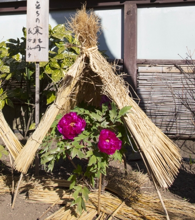 [荒縄を用いた男結び] 荒縄を用いた男結び