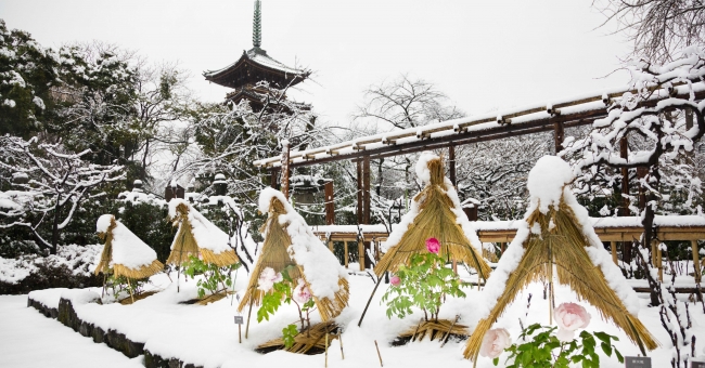 雪景色