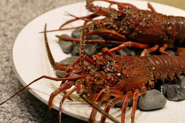 豊かな海で育まれた”伊勢海老”を鉄板焼で！