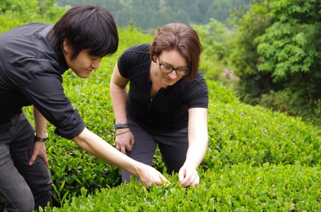 スタッフより、茶摘みの方法などご案内いたします。