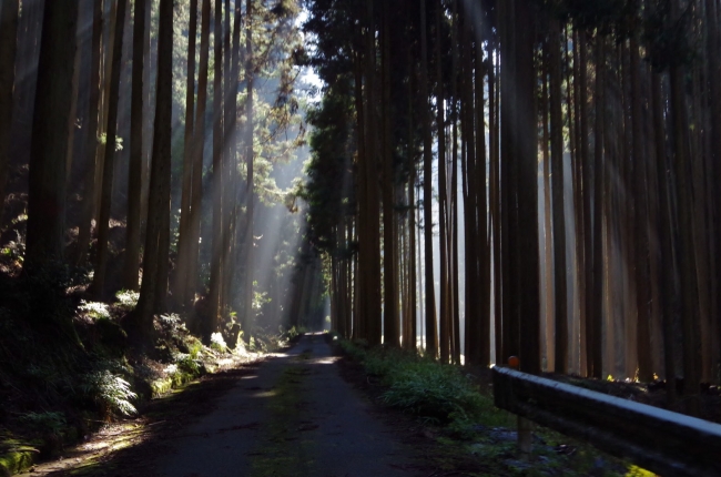 車でも進むことのできる山道ですが、歩きにくい箇所もありますので動きやすくハイキングに適した格好のご準備をお願いいたします。