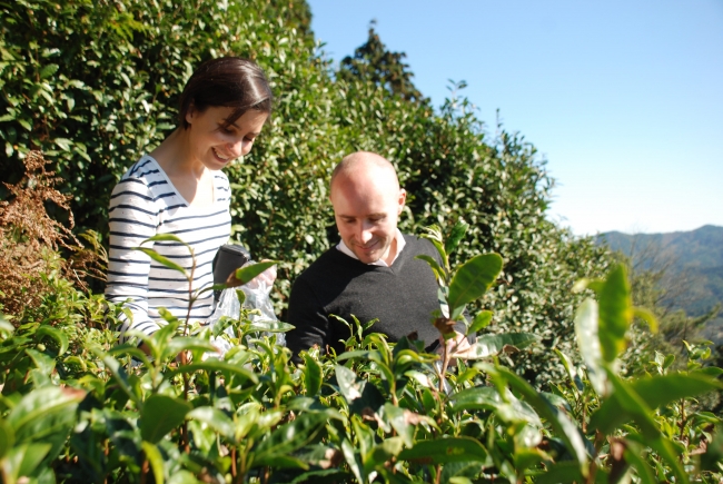 茶の木に触れながら、京番茶に使用する茶葉を収穫します