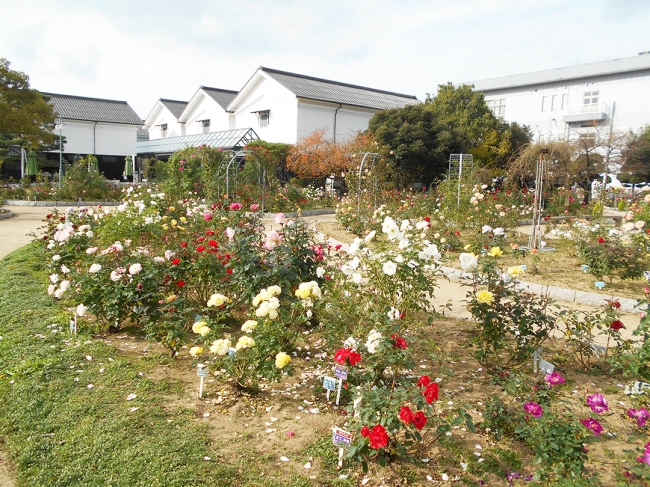 今の綾部バラ園の様子 （写真左／左奥の建物がグンゼ博物苑）