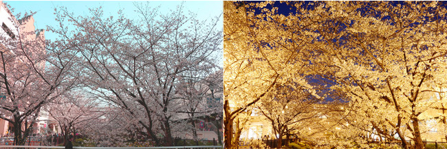 （画像）つかしんせせらぎ通り伊丹川沿いの桜、右はライトアップされた桜