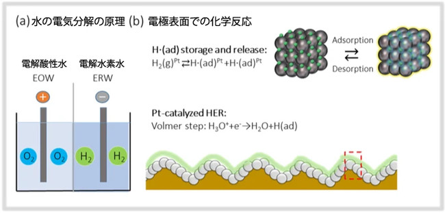 図2：白金ナノ粒子単層コート電極による電解水素水の生成　　H3O+ヒドロニウムイオン　H・反応性の高い水素