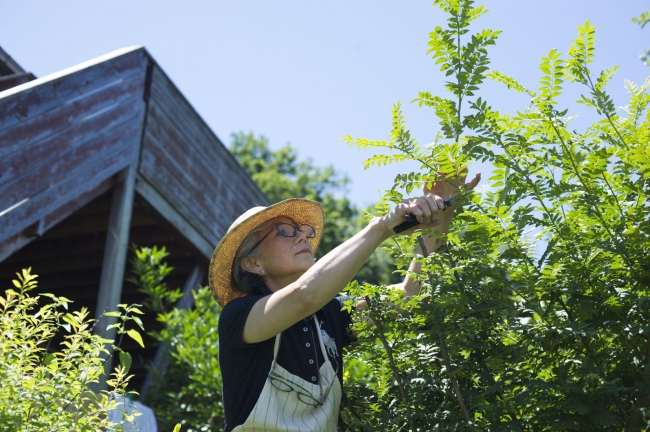 5月下旬～6月。実山椒の収穫。