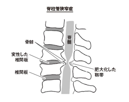 体の筋肉、骨格などの構造も詳しく解説