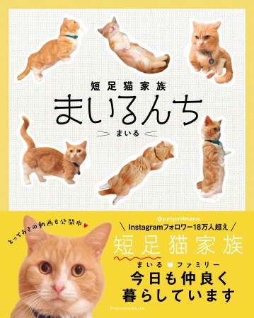 『短足猫家族　まいるんち』