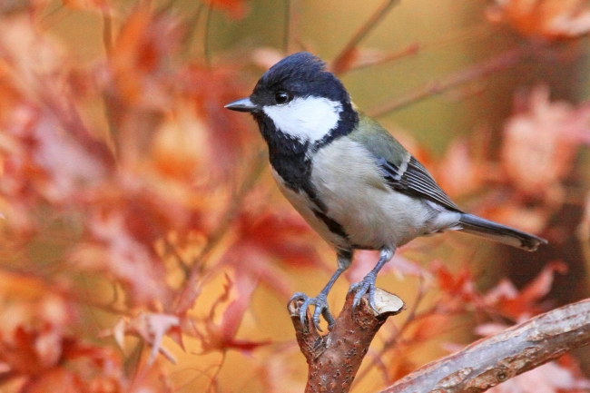 食べ物となる小さな虫が多いモミジにやってきたシジュウカラ