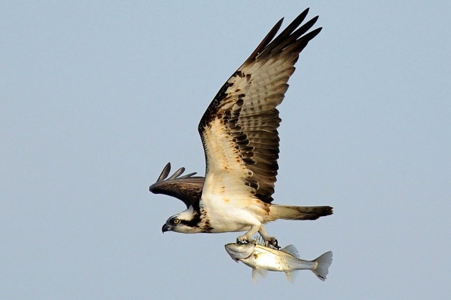 捕らえた大きな魚を運ぶミサゴ