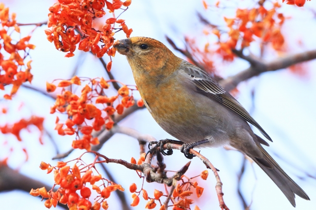 木の実を食べるギンザンマシコ