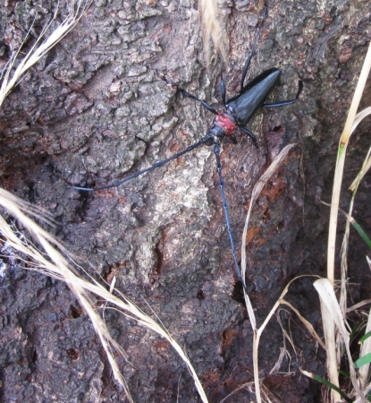 「クビアカツヤカミキリ」の成虫