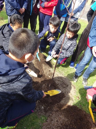 皆で桜の苗木を植えて