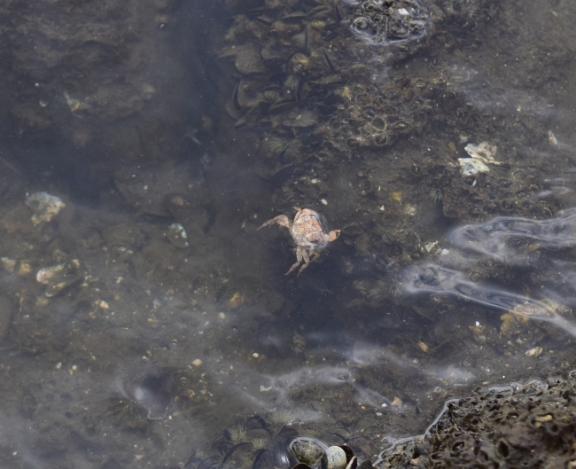 東京湾に生息するカニ