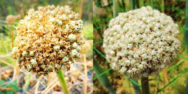 ペコロスの種。近藤農家では環境によって採種量が大きく左右されます