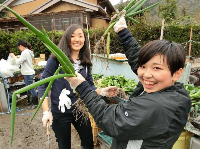 写真：柘植千佳（右側） 生産者と消費者を結ぶ名大サークルF＆Mで有機農家のお手伝いをする様子