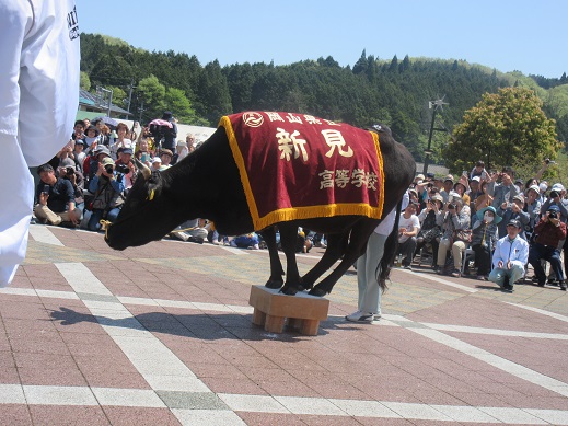 千屋牛の碁盤乗り