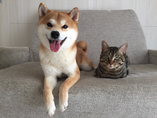 柴犬ゆうと猫のとろ