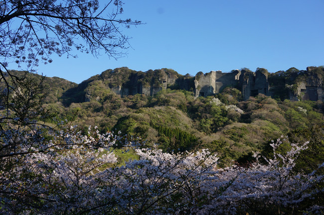 鋸山桜