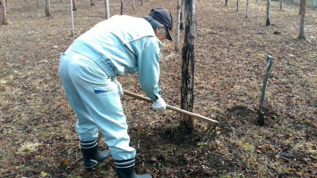 優良木から採根している様子