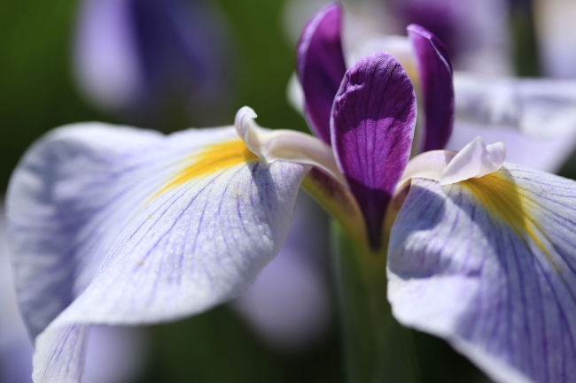 ハナショウブは佐倉市の市の花になっています