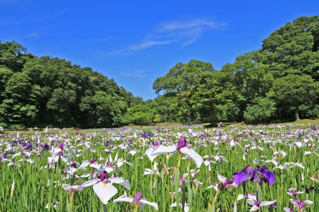 佐倉城址公園のハナショウブ