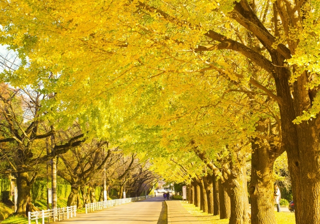 11月中旬にはイチョウ並木が色づきます