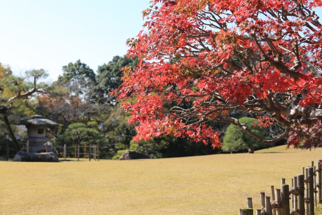 旧堀田正倫庭園（さくら庭園）は無料でご覧いただけます