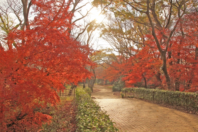 佐倉城址公園・空堀脇を彩るモミジ