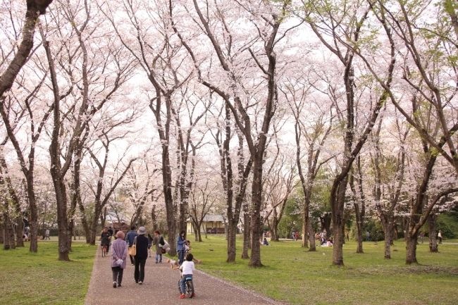 桜、桜、桜！