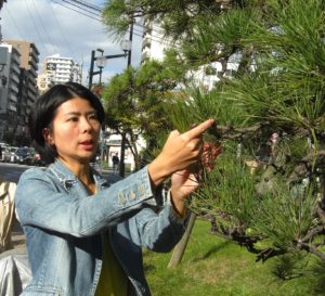 2018年11月 江東区での松葉採取の様子