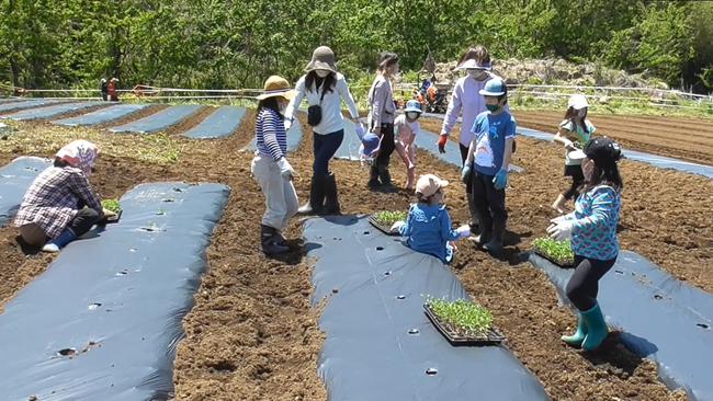 加工用トマトの苗植え【山梨県】