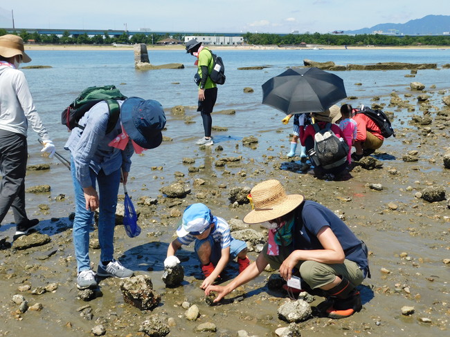 甲子園浜の生き物観察【兵庫県】