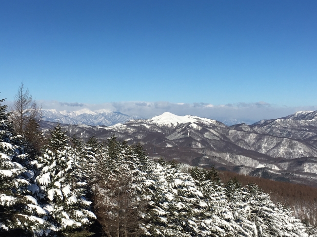 モミの木が自生している標高１８００ｍ