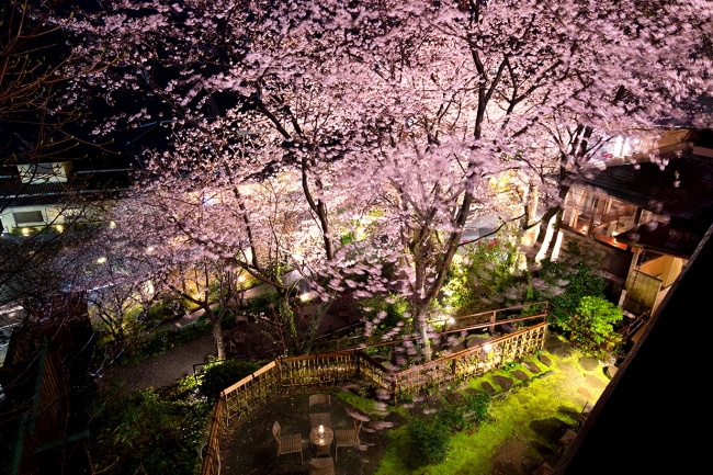 「吉祥CAREN」テラスの夜桜