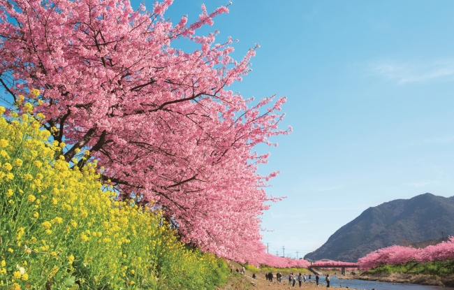 河津桜まつり