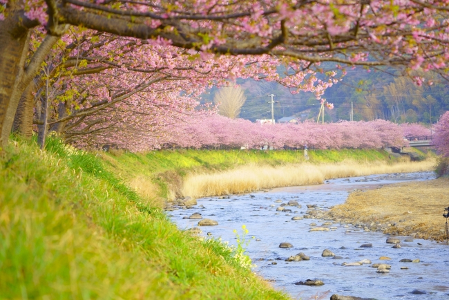 河津桜まつり