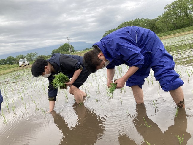 従業員の田植えの様子