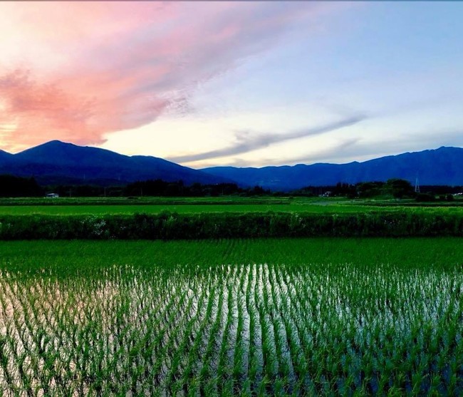 田んぼの風景（イメージ）