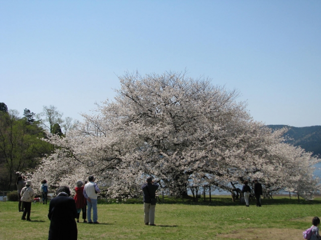 2019年4月22日満開時