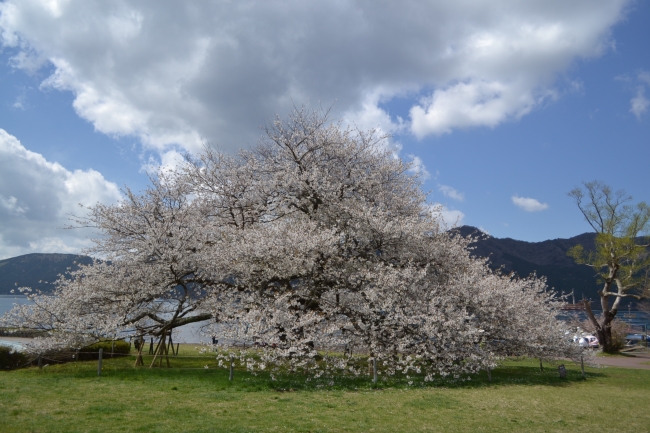 富士山の形をした姿に