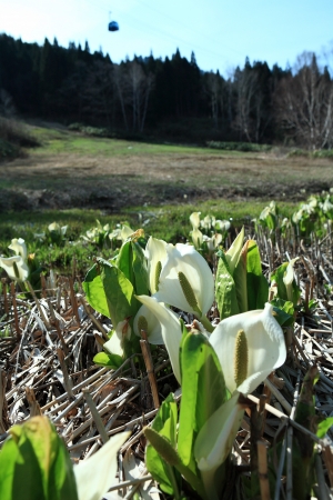 ドラゴンドラ山麓付近にある水芭蕉の群生地