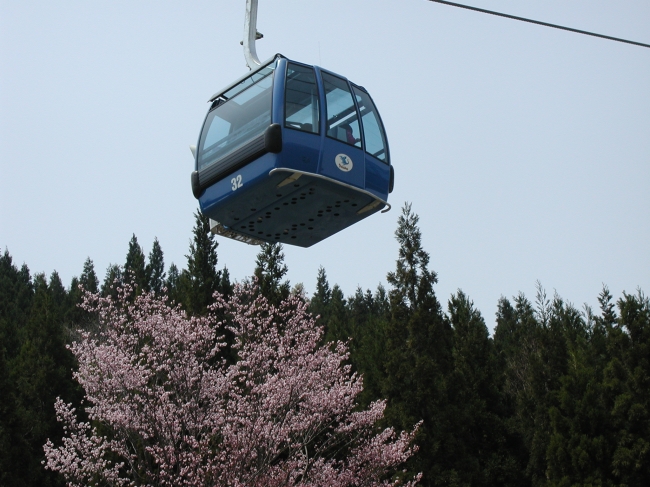 雪融けの状況によっては桜との饗宴も