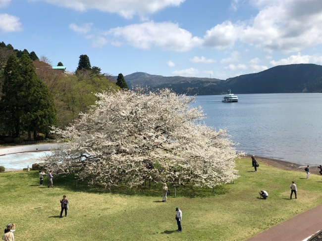 昨年の満開の様子