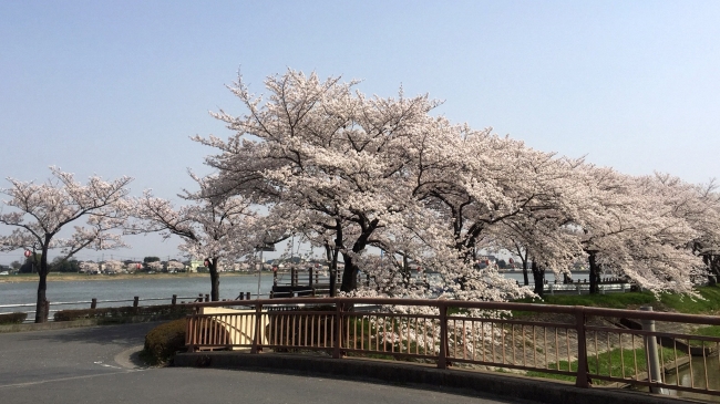 伊佐沼の桜イメージ