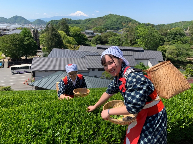 茶摘み娘　イメージ