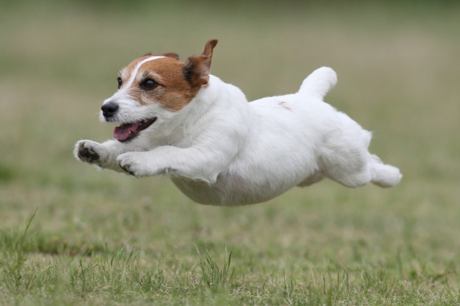 飛行犬 1