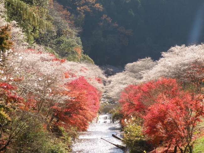 小原の四季桜