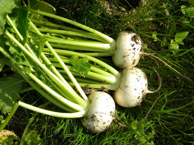 地元の老舗農園で野菜の収穫体験（イメージ）